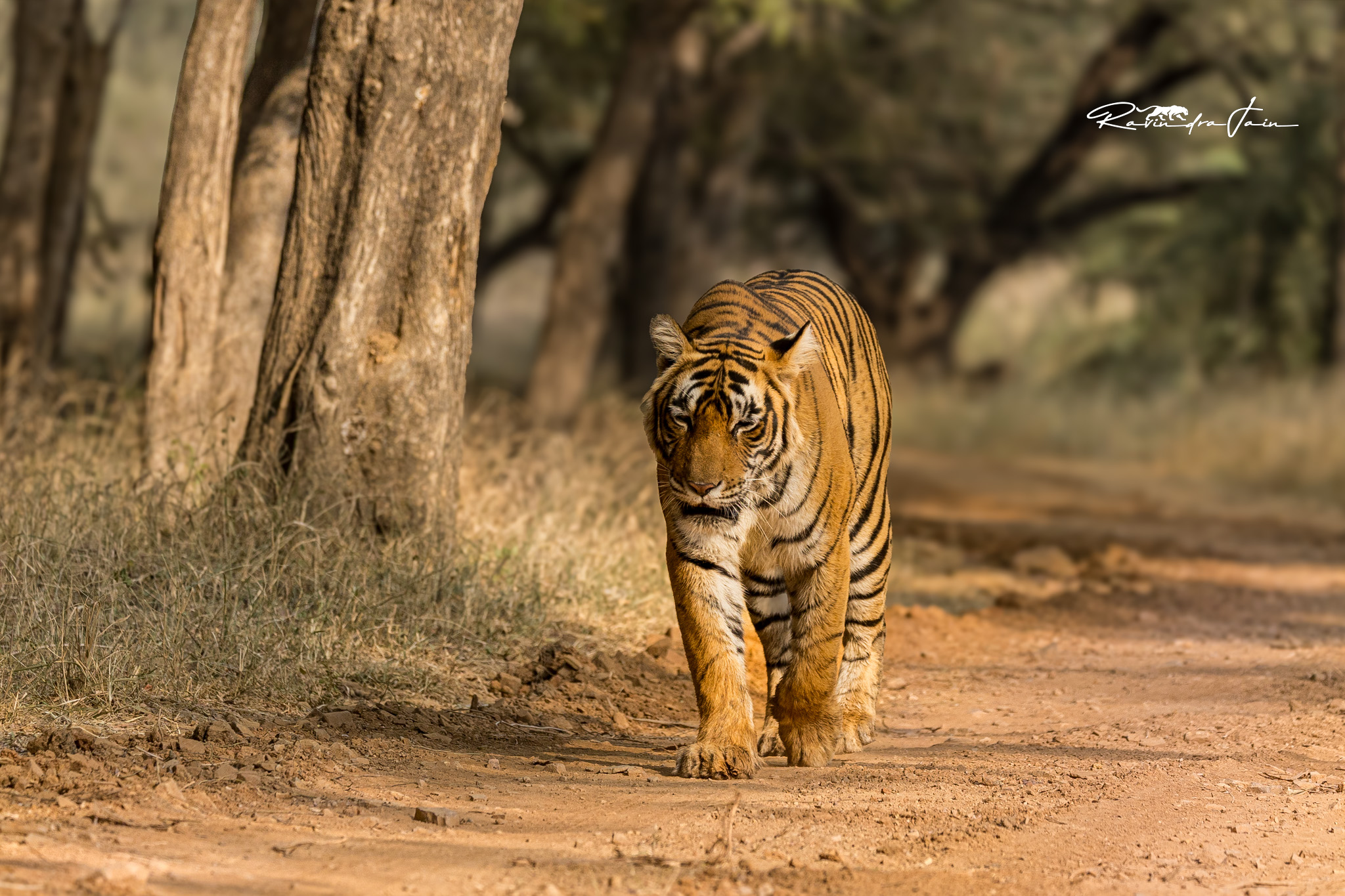 Tiger resting in the wild