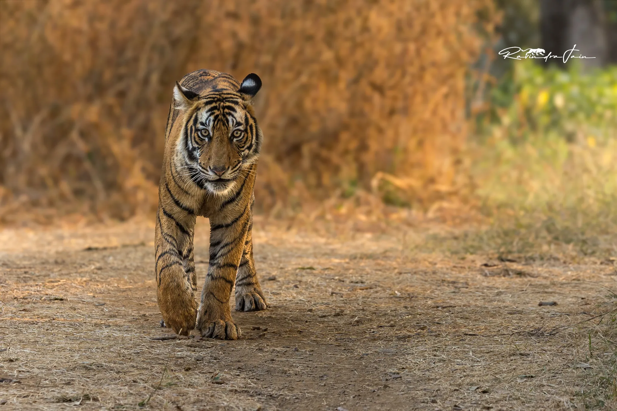 Tiger with cubs in the wild