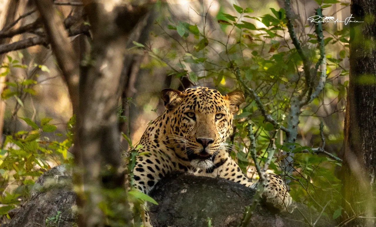 Wildlife on a safari trail in Ranthambhore