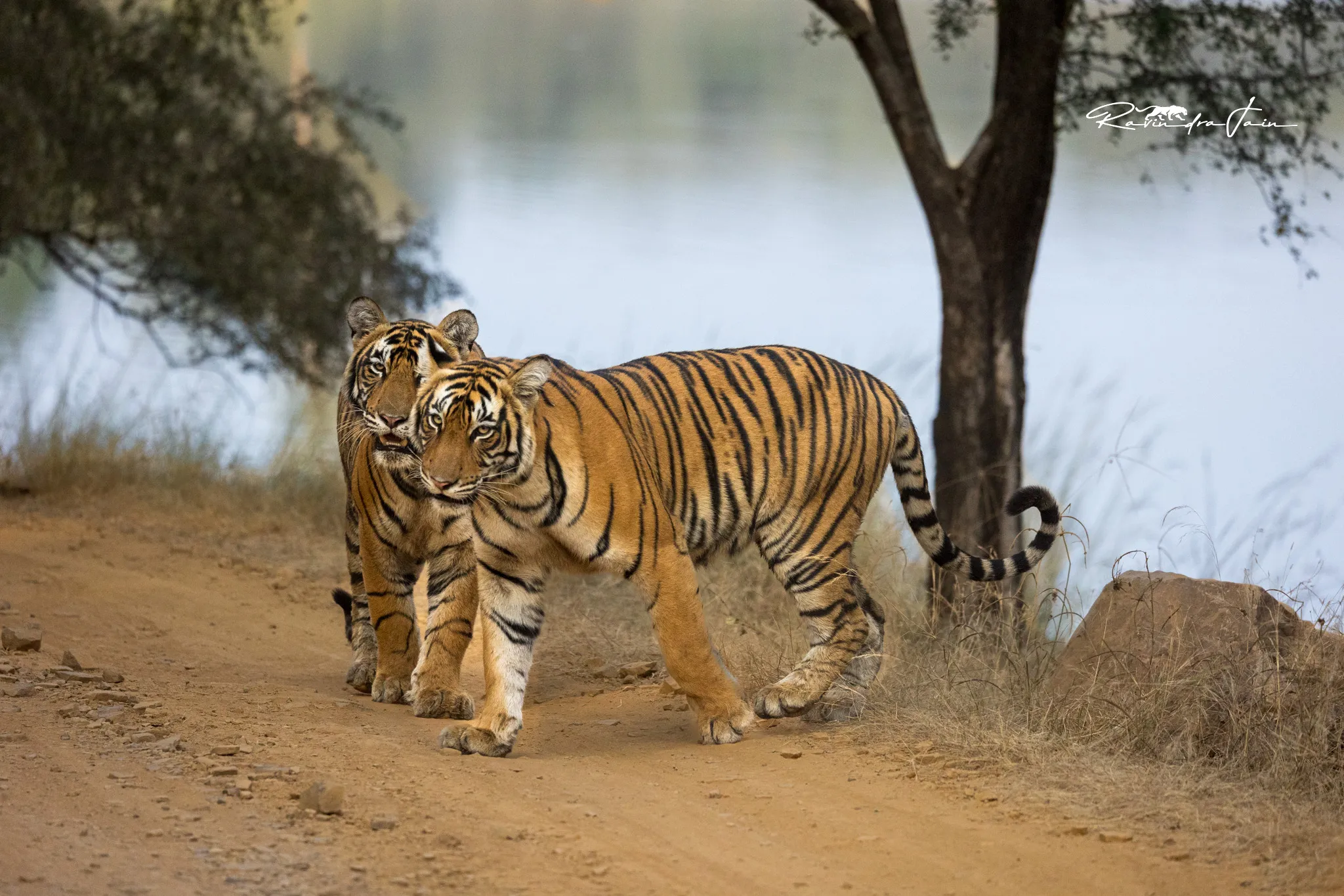 Tigers roaming the forest path